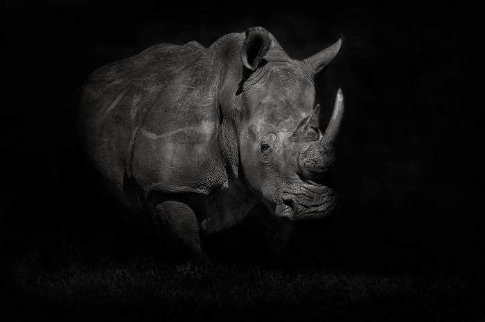 Поощрительной премией награжден испанский фотограф Марио Морено (Mario Moreno), запечатлевший белого носорога в монохроме.