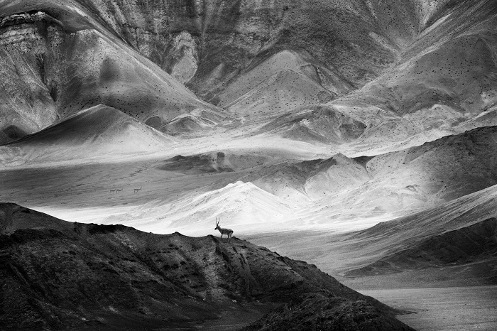 Китайский фотограф Лин Чен (Lin Chen) удостоился поощрительной премии за снимок антилопы на покрытой песком вершине скалы.
