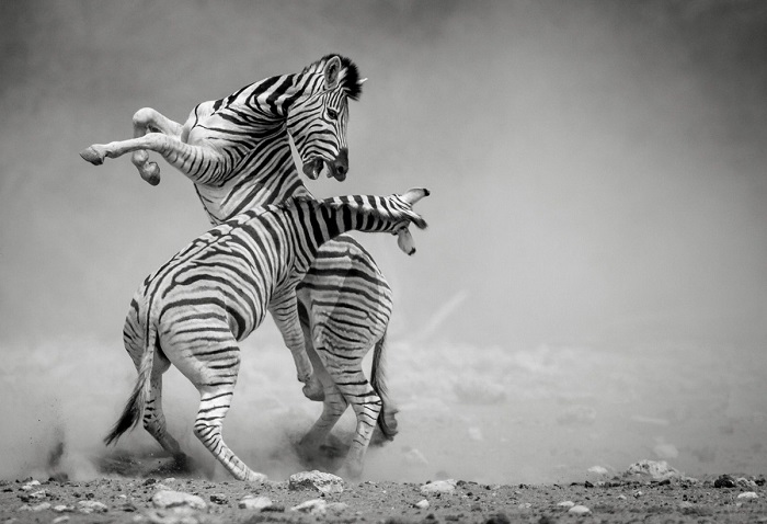 Третьим в категории «Монохром» стал индийский  фотограф Соналини Хетапал (Sonalini Khetrapal) со снимком поединка зебр в Национальный парк Этоша (Намибия).