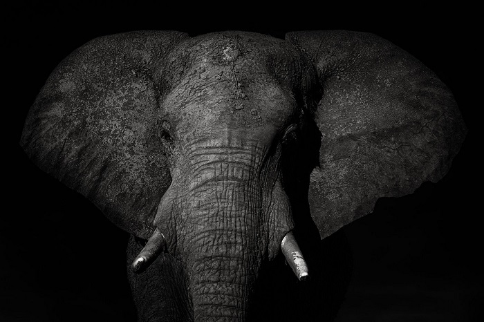 За прекрасный снимок саванного слона в Национальном парке Чобе (Ботсвана), испанский фотограф Марио Морено (Mario Moreno) получил похвальные отзывы жюри.