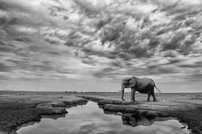 Еще один снимок испанского фотографа Марио Морено (Mario Moreno) был отмечен похвальными отзывами – слониха в Национальном заповеднике Масаи-Мара (Кения).