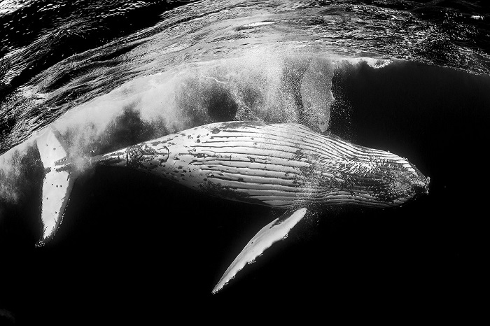 Поощрительной премией награжден сингапурский фотограф Вай Хоу Мок (Wai Hoe Mok), запечатлевший выпрыгивающего из воды горбатого кита.