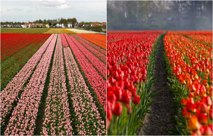 С конца марта и до середины мая специально высаженные тюльпаны превращают поля в красочные лоскутные ковры.