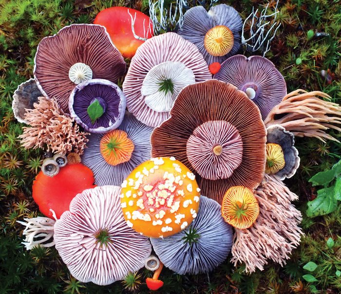 Художественная композиция из шляпок разноцветных грибов.