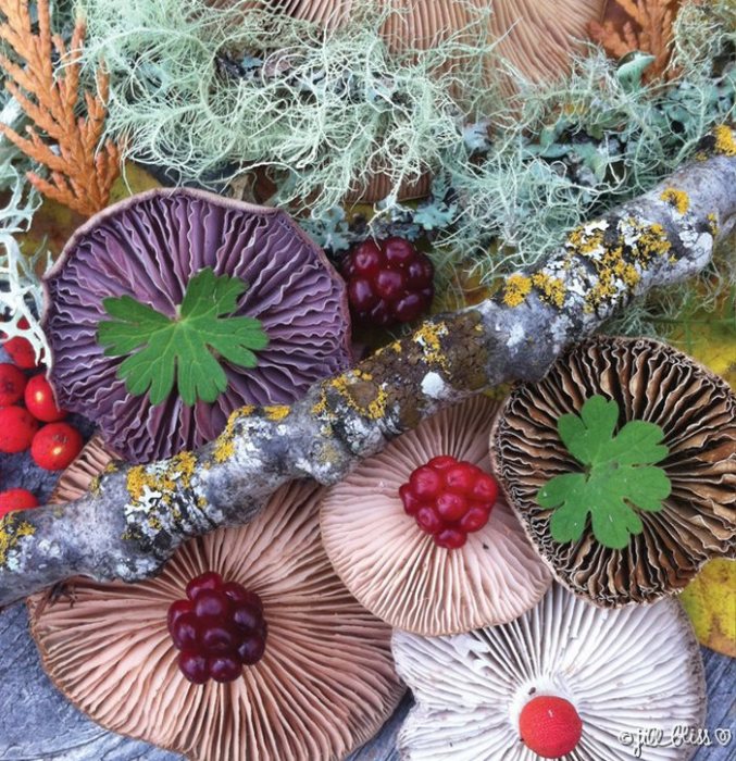 Своей серии из многочисленных фотографий грибных композиций Джилл дала название «Природная мозаика».