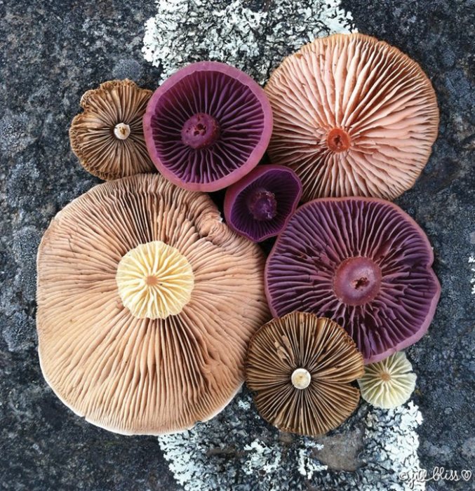 Разноцветные грибные шляпки являются центральными объектами при создании инсталляции.