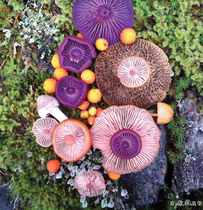 Некоторые грибы очень маленького размера, поэтому требуется невероятное терпение и ловкость, чтобы разместить их в создаваемой композиции.
