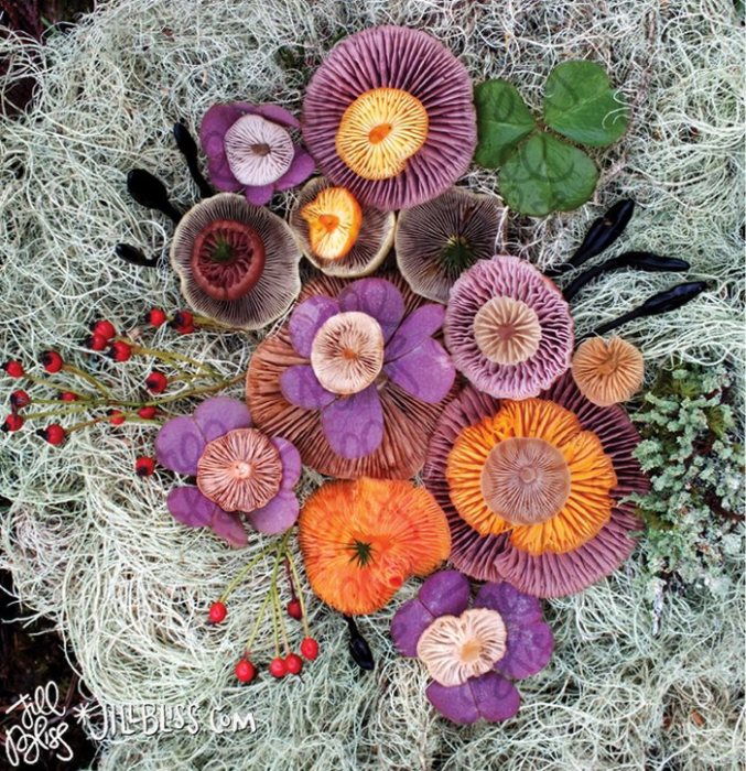 Иногда свои грибные натюрморты художница дополняет веточками с ягодами, листьями и цветами.