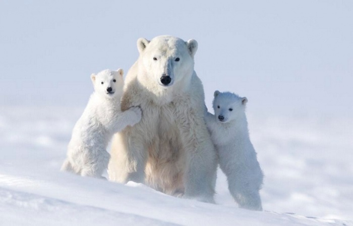 Снимки семьи полярных медведей.