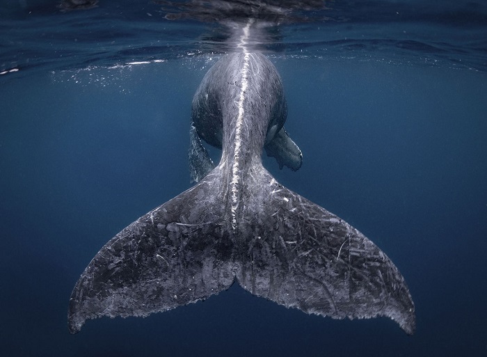 Горбатый кит неподалеку от острова Кумедзима, Япония. Автор фотографии: Рейко Такахаши (Reiko Takahashi).