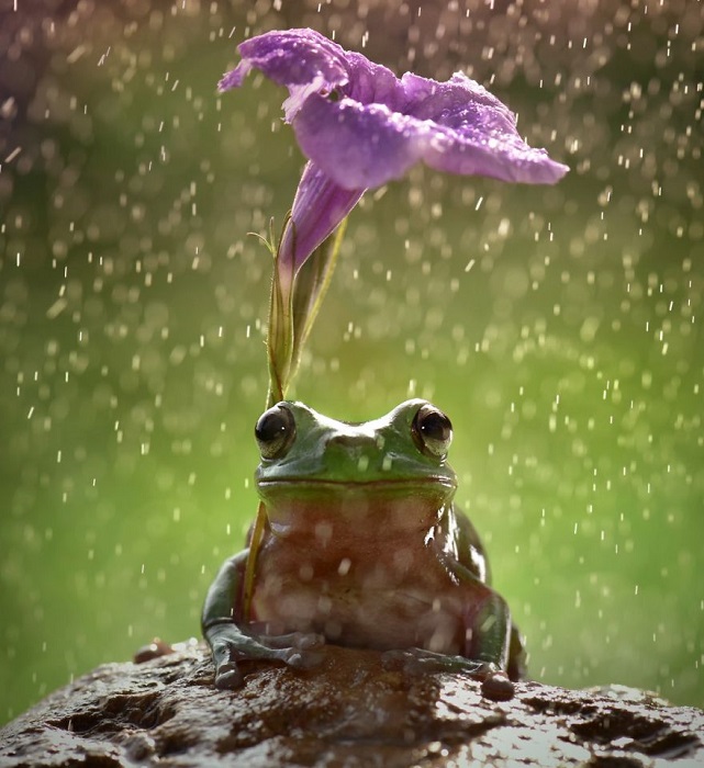 Лягушка и ее травянистый зонт.