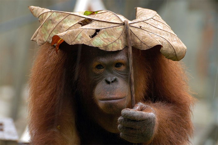 Зонтик обитателя дикой природы.