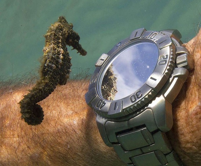 Морской конек изучает часы дайвера.