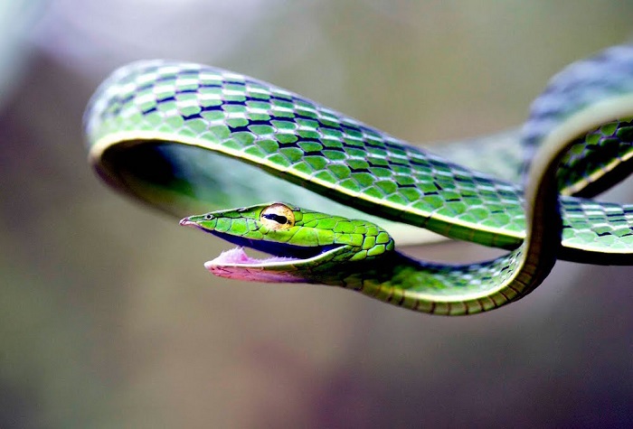 Одна из самых красивых змей на Земле.