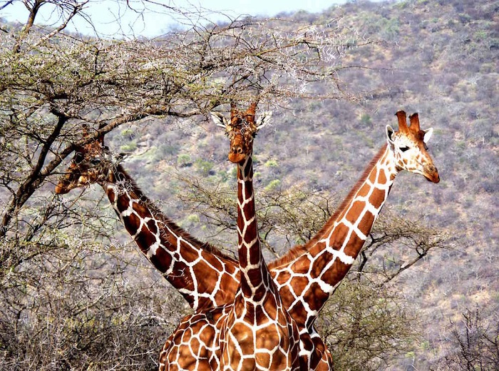 Трое жирафов очень удачно расположились в национальном заповеднике «Samburu National Reserve» в Кении.