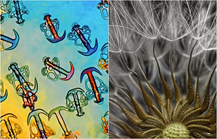 Удивительные снимки таинственного мира микроскопических бактерий и клеток.