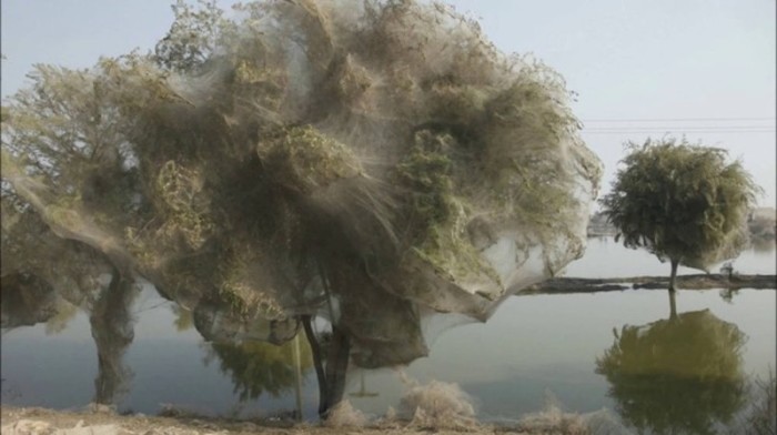 Причиной появления деревьев, окутанных паутиной, послужило наводнение невероятных масштабов, которое затопило большую часть территории Пакистана и вынудило пауков искать убежища повыше от земли.