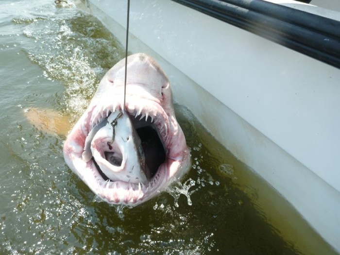 Маленькая американская собачья акула была целиком проглочена голодной песчаной тигровой акулой в Делавэрской бухте.