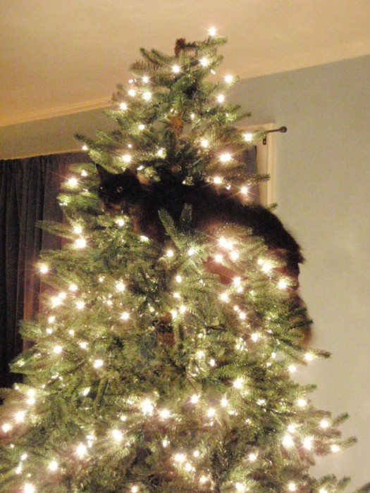 Кот залез практически на самую верхушку новогодней елки.