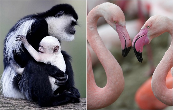 Очаровательные фотографии животных сделанные в зоопарках Германии, Бельгии и Чехии.