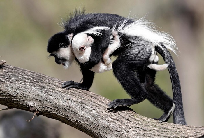 Трогательная фотография самки обезьяны с малышом вида колобус гвереца из зоопарка Праги.