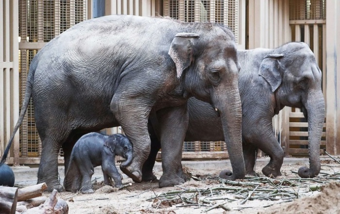 В семействе слонов из зоопарка Планкендаль это уже 10 малыш.