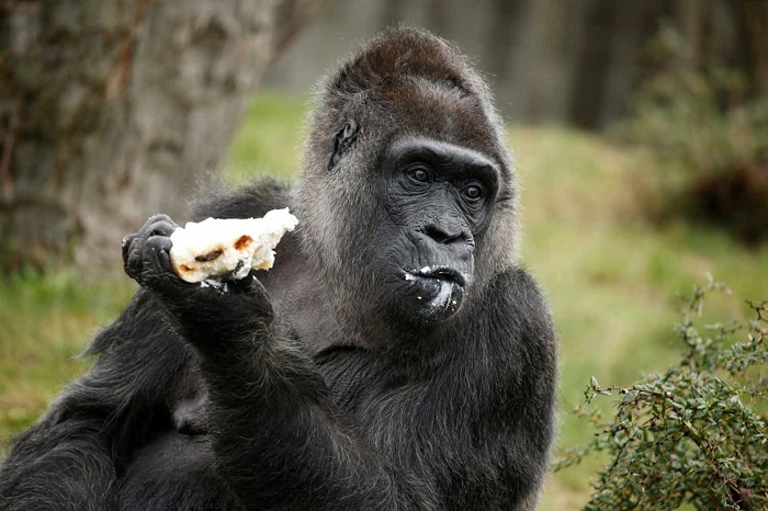 В Берлинском зоопарке горилла Фату отпраздновала свой 61-й день рождения.
