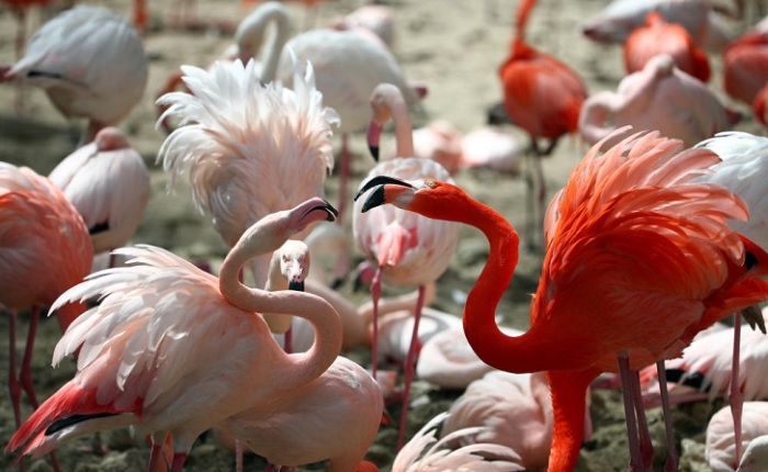 Фламинго невозможно спутать ни с какой другой птицей из-за особенностей строения тела и удивительной окраски оперения.