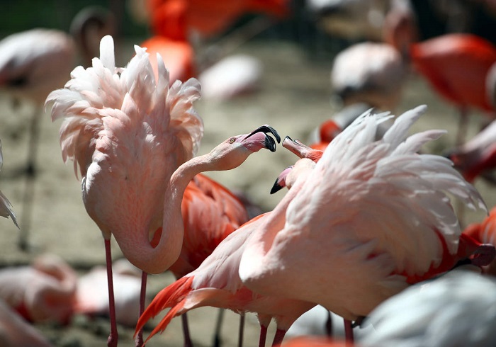 Необычный окрас розовый фламинго приобретает благодаря веществу каротиноиду, который поступает к ним в организм благодаря пище.
