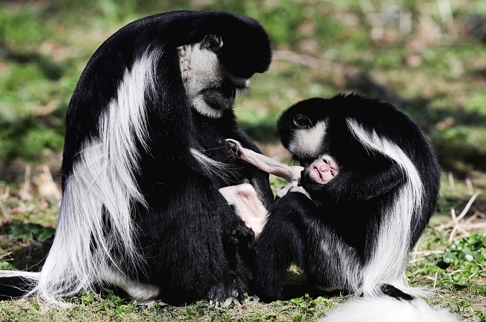 Семья обезьян восточного колобуса в Пражском зоопарке со своим потомством.