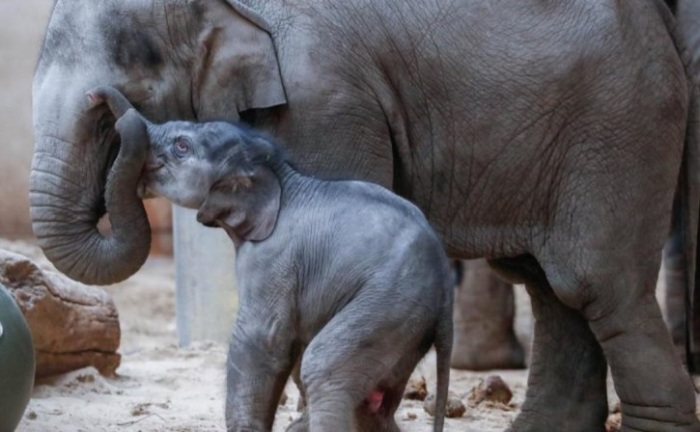  Пополнение в зоопарке Планкендаль третьим за последний год слоном-младенцем.