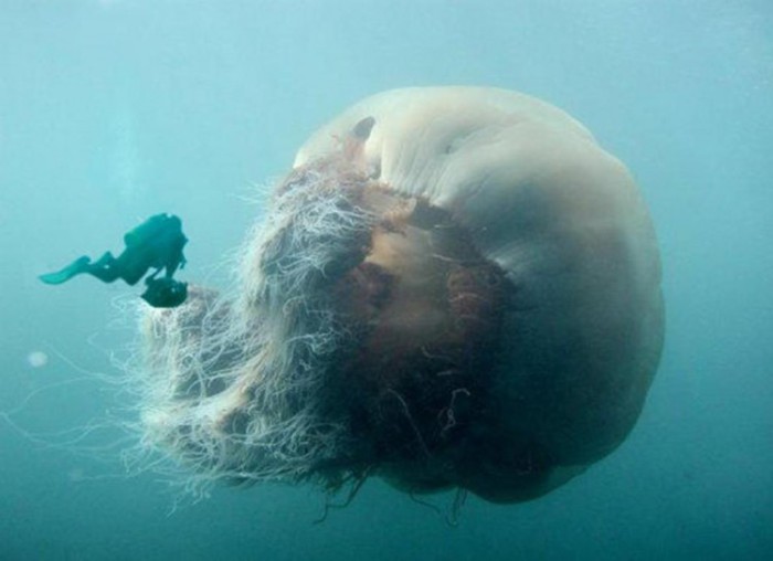 Самая крупная медуза во всем мировом океане.