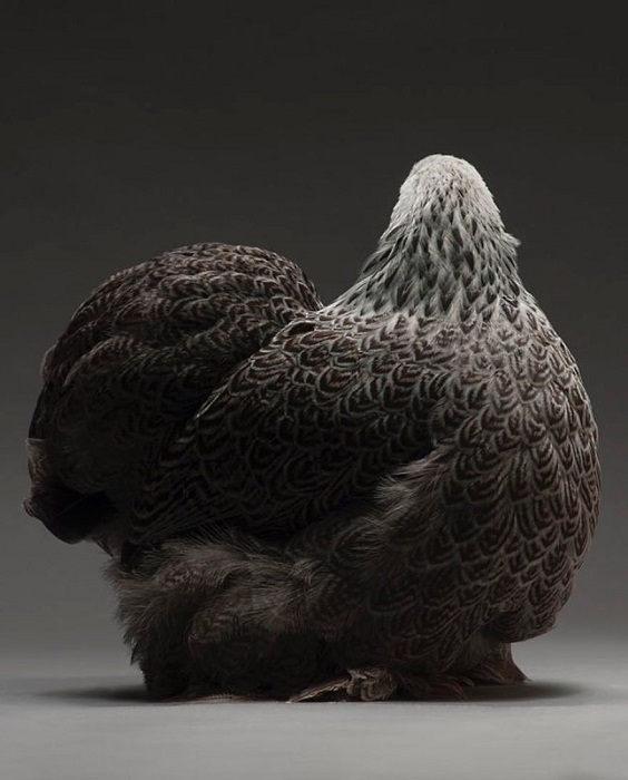 Курица породы Брама серого окраса с узорчатыми перьями.