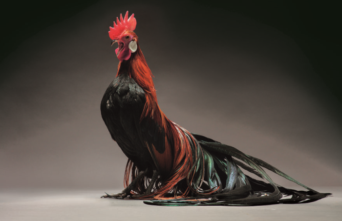 Красно-черный петух породы Феникс, отличительной особенностью которой является длинный хвост.