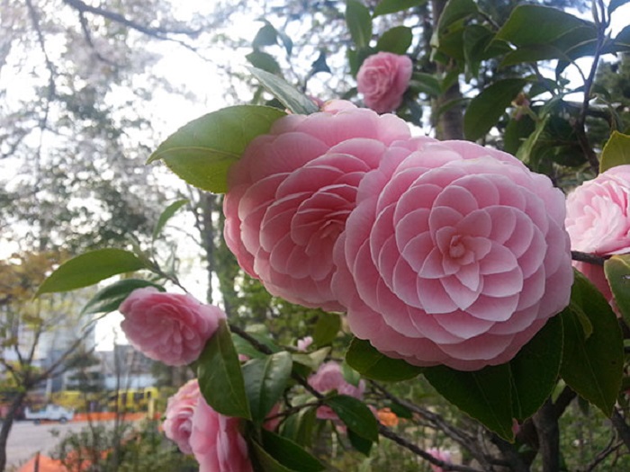 Распустившиеся розовые лепестки камелии или цубаки - название цветка по японски.