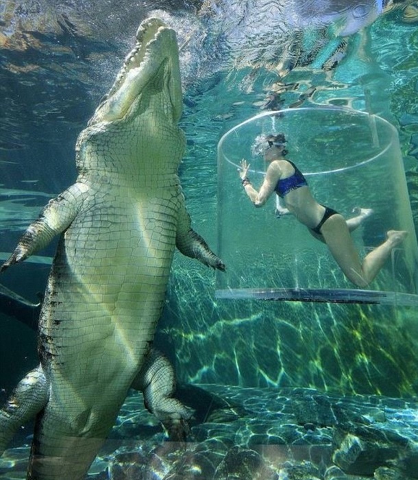 Прозрачная цистерна позволяет наблюдать поведение гигантского крокодила и сравнить его размер с человеком.