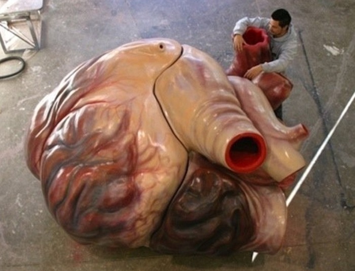 Этот макет наглядно демонстрирует размеры сердца самого большого современного животного – синего кита.