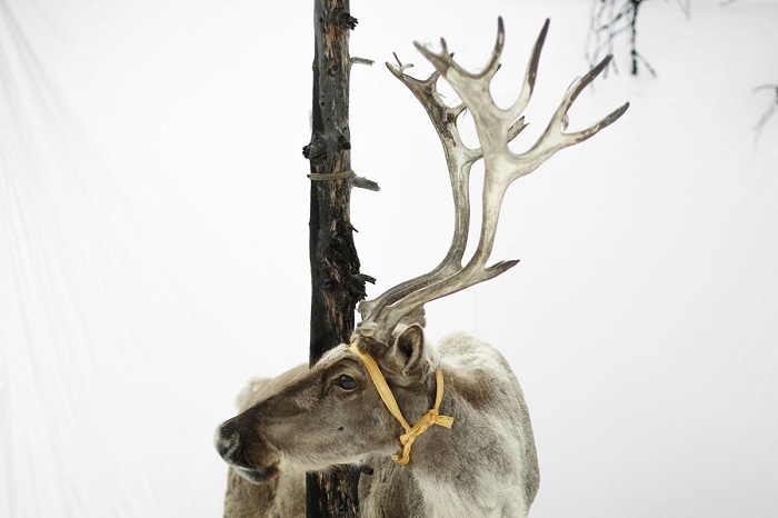 Привязанный к дереву олень в заснеженной монгольской степи.