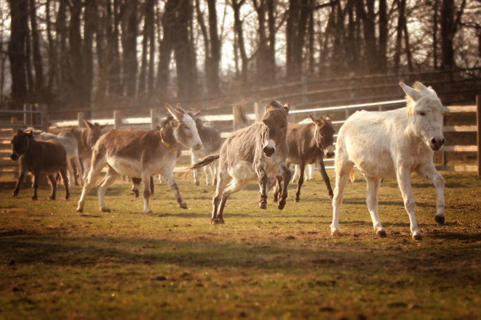 В приюте обитают около 135 ослов и мулов, большинство из которых были спасены от жестокого обращения людей.