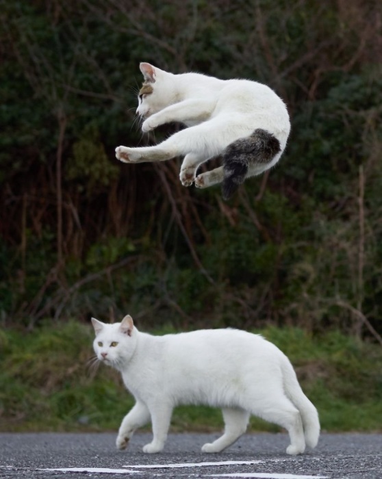 В кошачьих боевых искусствах используются как атакующие, так и оборонительные техники.