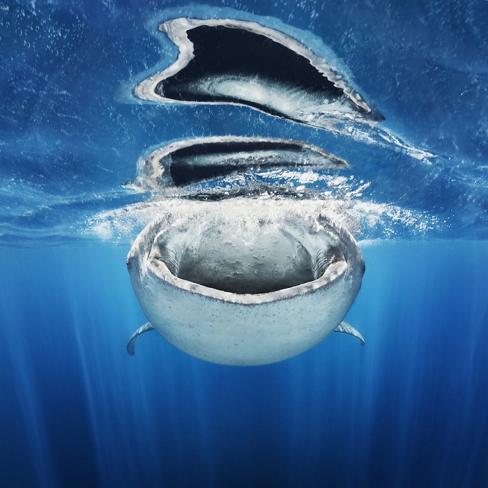 2-е место в категории «Под водой» занял польский фотограф Якоб Деге (Jacob Degee) со снимком распахнувшей пасть китовой акулы во время кормежки.