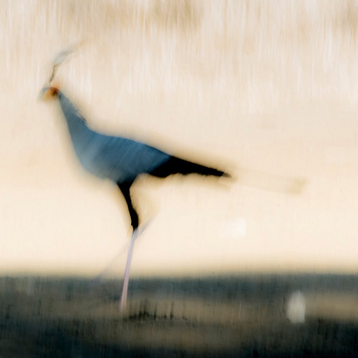 1-е место в номинации «Мастерская природы» присуждено швейцарскому фотографу Йохану Сиггессону (Johan Siggesson), запечатлевшему птицу-секретаря.