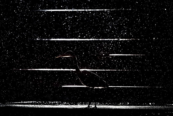 2-е место в категории «Мастерская природы» занял фотограф Ян Лесманн (Jan Lesmann) из Германии за снимок притаившейся серой цапли во время ночного дождя.