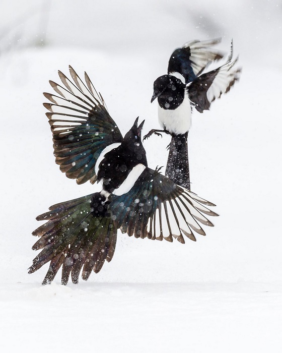 Лучшим в номинации «Юные фотографы до 14 лет» признан Лассе Куркела (Lasse Kurkela) из Финляндии, запечатлевший сражение двух черно-белых птиц.