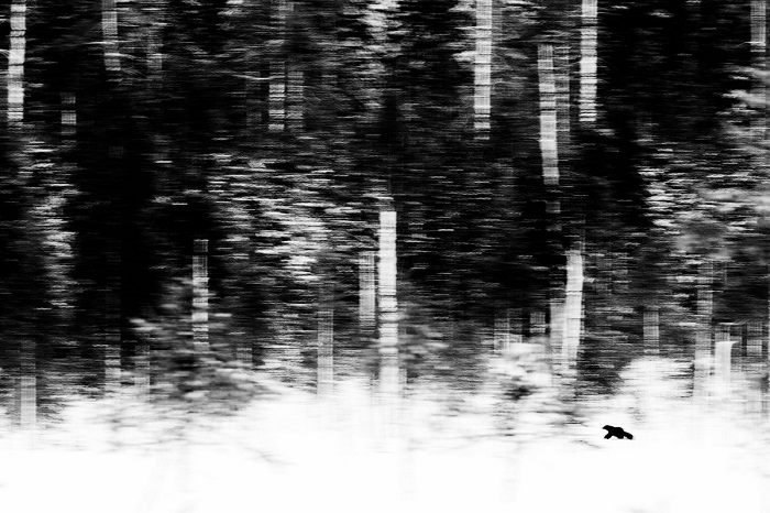 1-е место в номинации «Млекопитающие» присуждено голландскому фотографу Яну ван дер Грифу (Jan van der Greef) за снимок с охотящейся росомахой.