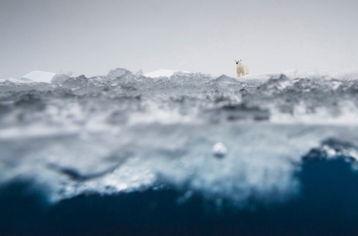 2-е место в категории «Млекопитающие» занял норвежский фотограф Оле Йорген Лиодден (Ole Jоrgen Liodden), запечатлевший белого медведя на льдине.