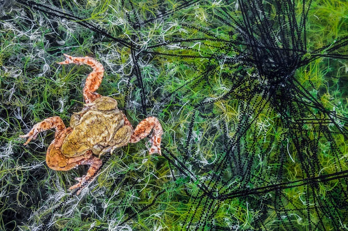 2-е место в категории «Другие животные» занял итальянский фотограф Георг Кантиолер (Georg Kantioler), запечатлевший пару серых жаб среди зеленых водорослей.