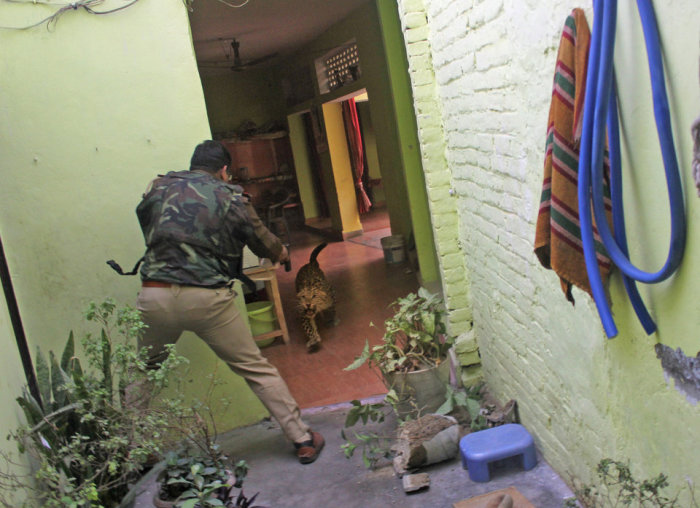 Полицейский стреляющий в дикого леопарда. Автор фотографии: Аджай Кумар.