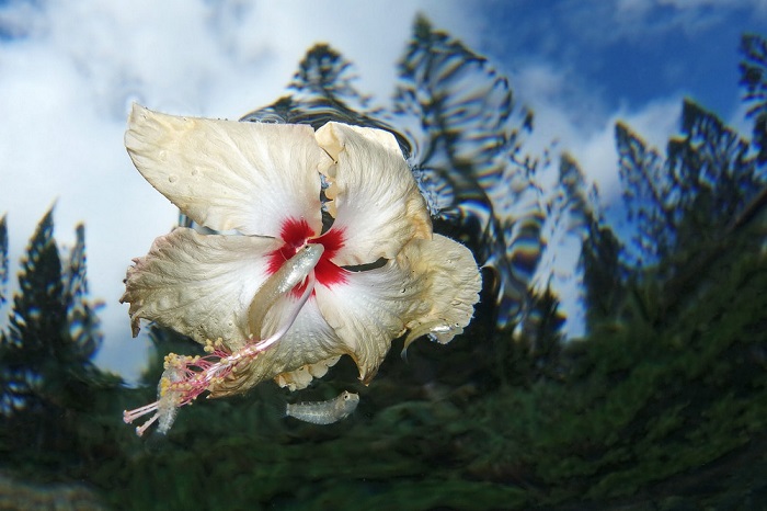 2-е место в категории «Компактный» занял фотограф Джек Бертомье (Jack Berthomier) из Новой Каледонии.