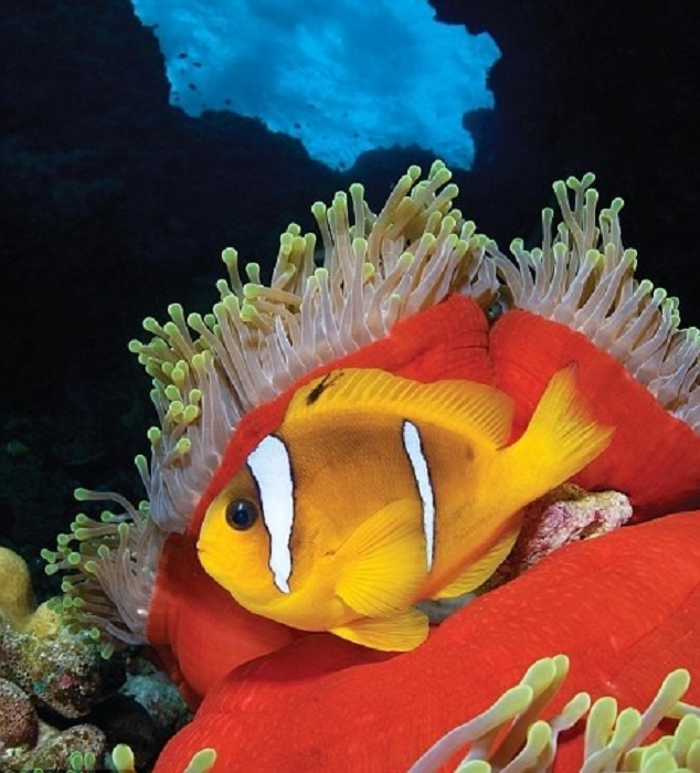 Яркая рыба клоун, спряталась в великолепной морской анемоне в тропической Западной части Тихого океана, Филиппины.
